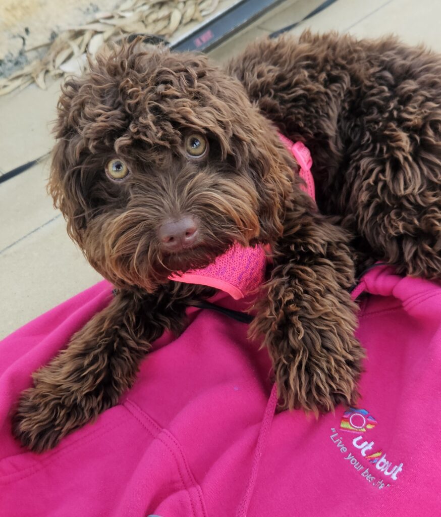 Koko the Therapy dog: OutAbout Oz Team